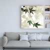 Trademark Fine Art Alan Blaustein 'Japanese Maple #2' Canvas Art, 18x18 IC00085-C1818GG